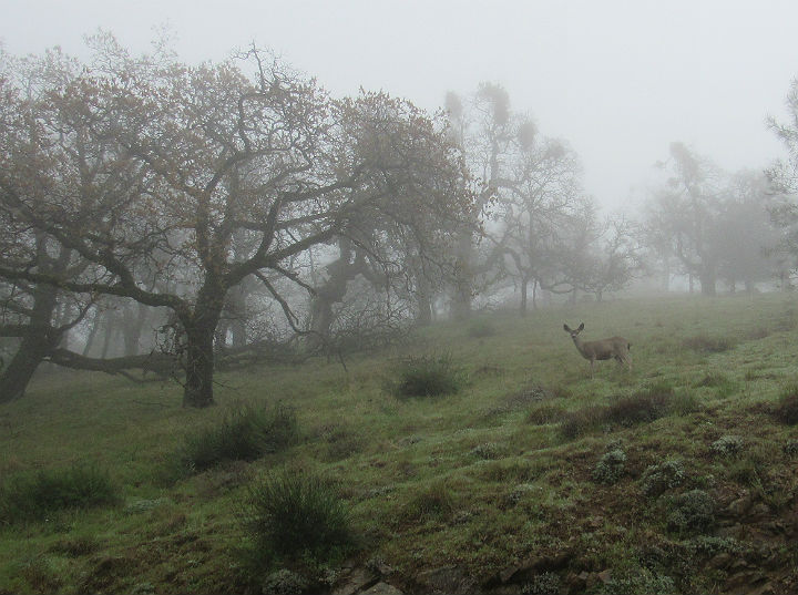 Mule Deer